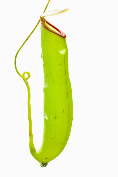 Nepenthes or tropical pitcher plants isolated on white background with clipping path. Flooded forests near Mekong River.
