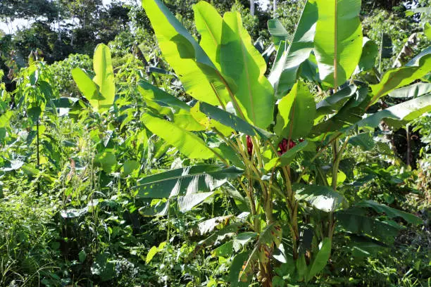 Photo of large banana plant with red bananas in Ecuador