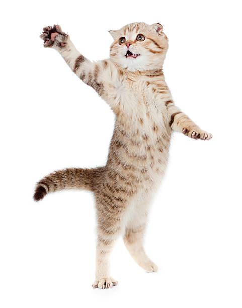 jumping kitten or cat  striped Scottish fold isolated studio sho jumping kitten or cat  striped Scottish fold isolated studio shot cat jumping stock pictures, royalty-free photos & images