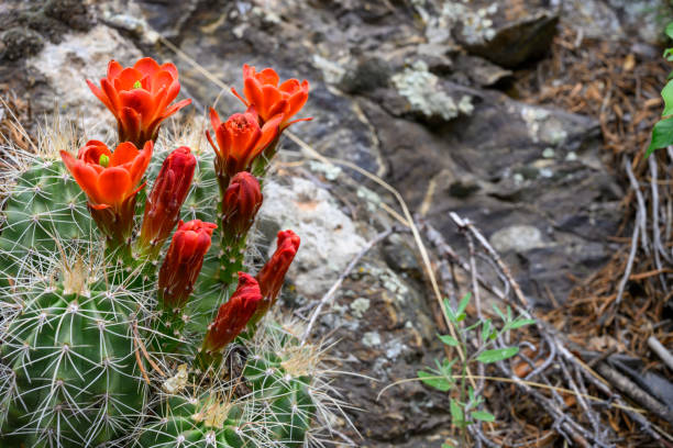 claret kaktus knospen blühen auf der seite des trails - claret cup stock-fotos und bilder