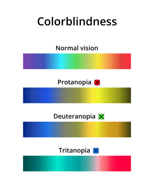 Vector illustration of color blindness or colorblindness. Normal vision, protanopia, tritanopia and deuteranopia. Color vision deficiency spectrum. Decreased ability to see colors compared to normal vision. Vector icons are isolated on white. colorblind stock illustrations