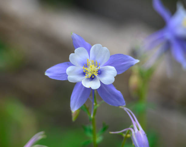 istock Columbine Flower Close Up 1200957799