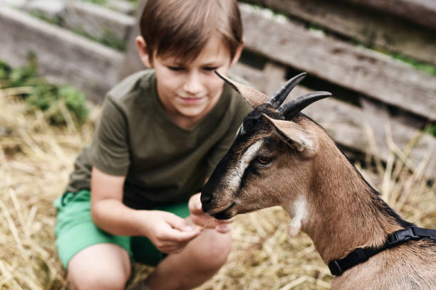 istock Cute little boy spending a day with the animals on farm 1200958535