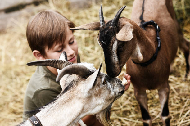 istock Cute little boy spending a day with the animals on farm 1200959530