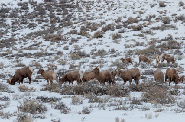 冬のワイオミング州のビッグホーン羊 - bighorn sheep ram sheep winter ストックフォトと画像