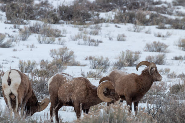 冬のワイオミング州のビッグホーン羊 - bighorn sheep ram sheep winter ストックフォトと画像