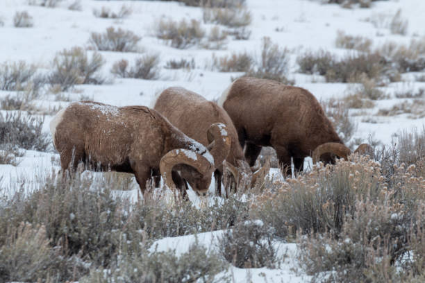 冬のワイオミング州のビッグホーン羊 - bighorn sheep ram sheep winter ストックフォトと画像