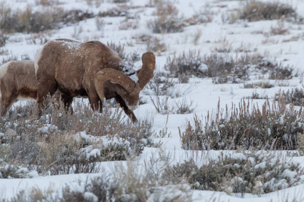 冬のワイオミング州のビッグホーン羊 - bighorn sheep ram sheep winter ストックフォトと画像