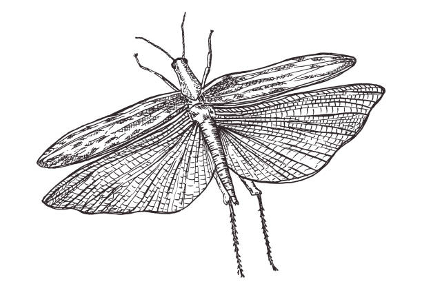 latający homar - giant grasshopper stock illustrations