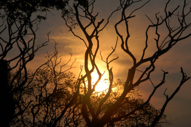 Sunset through the trees at Botanical garden in Howrah,India.