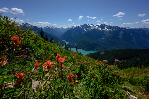 Wildflowers Along Mountain Slope Over Diablo Lake in the north cascades