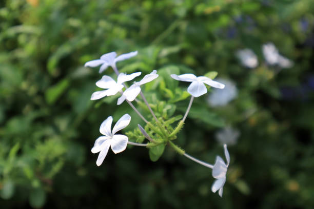 istock Cape plumbago (Plumbago auriculata) plant, known also as blue jasmine, with flowers. 1200960575