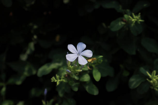 istock Cape plumbago (Plumbago auriculata) plant, known also as blue jasmine, with flowers. 1200960629