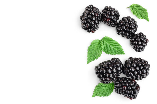 istock blackberry with leaf isolated on a white background. With copy space for your text. Top view. Flat lay 1200961520