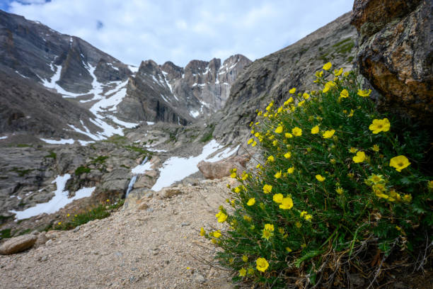 istock Yellow Wildflowers Grow Under Rock Along Trail 1200961806