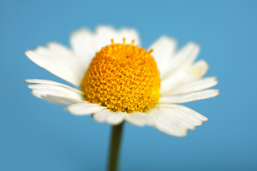 Close up one flowerhead of fresh white chamomile daisy flower over blue background, high angle side view