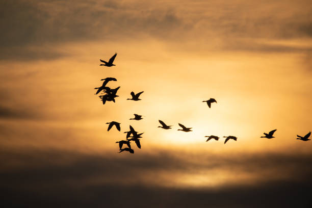istock Flock of geese flying at sunset 1200963289