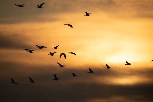 istock Flock of geese flying at sunset 1200963357