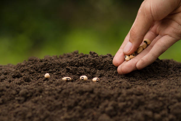 Hand Sowing seeds Hand Sowing seeds to losing soil. growth vegetable at home and backyard garden, Retirement hobby and gardening concept. casting photos stock pictures, royalty-free photos & images