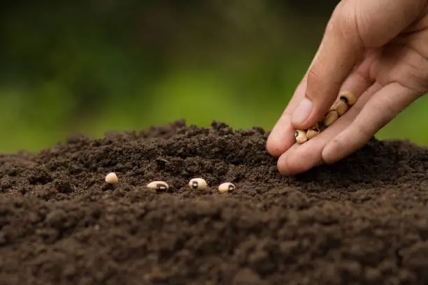 Photo of Hand Sowing seeds