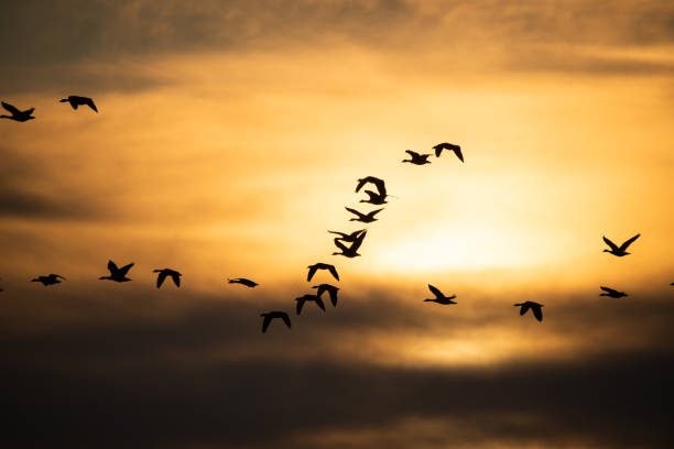 istock Flock of geese flying at sunset 1200963405