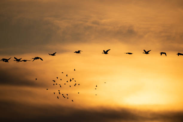 istock Flock of geese flying at sunset 1200963465