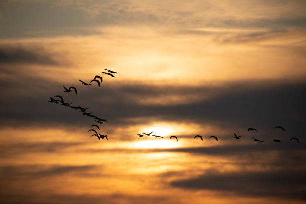 istock Flock of geese flying at sunset 1200963519