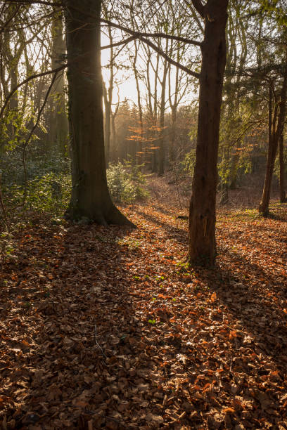 istock Wet brown fallen leaves in autumn 1200963703