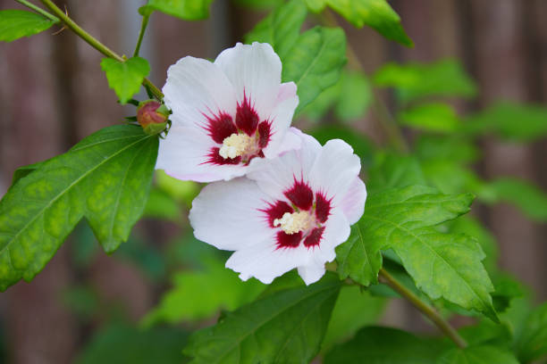 lavatera trimestris - stem pollen hibiscus beauty in nature photos et images de collection