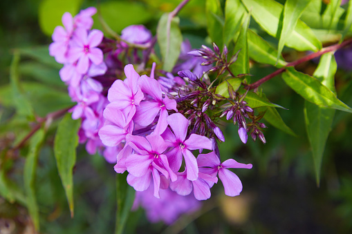 Purple flowers phlox paniculata. Flowering branch of purple phlox in the garden