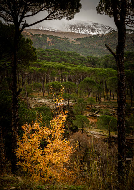 The Tannourine cedar forest reserve in Lebanon on a bright day.