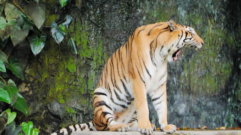 Siberian Tiger Free Stock Video Footage Download Clips Animals Siberian Tiger Free Stock Video Footage Download Clips Animals