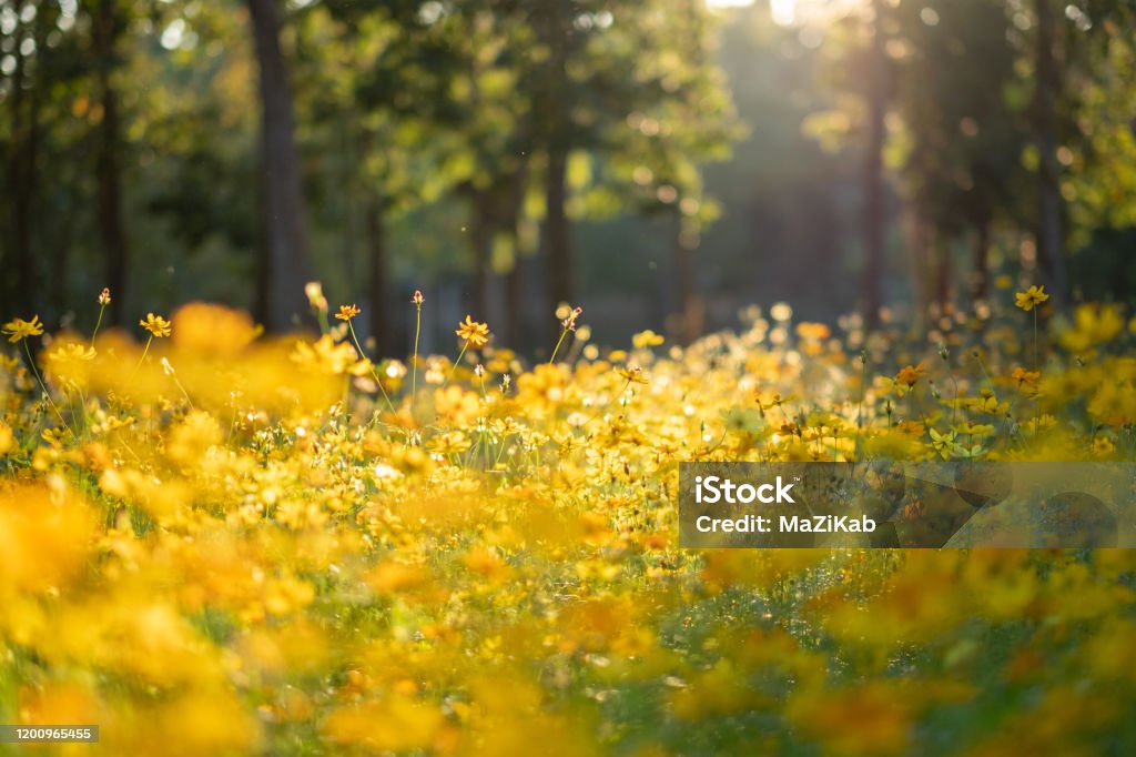 yellow flower field Evening yellow flower field background Nature Stock Photo