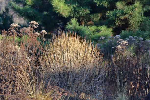 istock Fragile dry bush in a winter park 1200966212