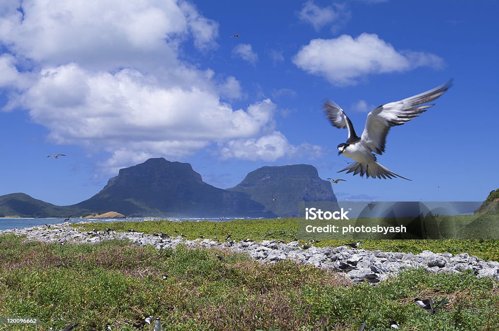 Rußseeschwalbe - Lizenzfrei Lord Howe Island Stock-Foto