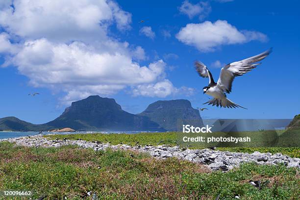 Foto de Sterna Fuscata e mais fotos de stock de Ilha de Lord Howe - Ilha de Lord Howe, Pássaro, Mt Lidgbird