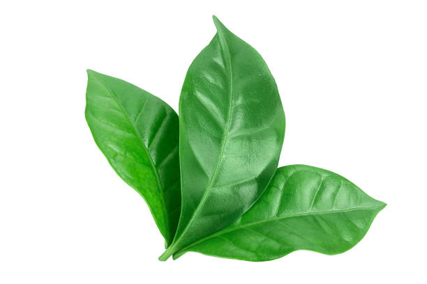 istock Green coffee leaves isolated on a white background. 1200966692