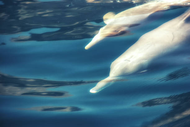 Spinner Dolphins, Stenella longirostris