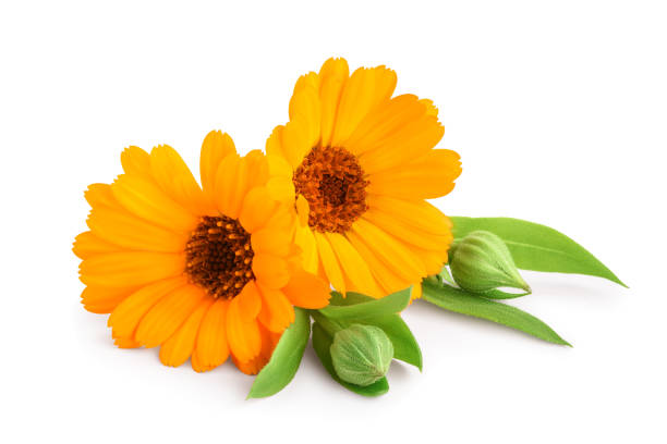 istock Calendula. Marigold flower with leaves isolated on white background 1200968909