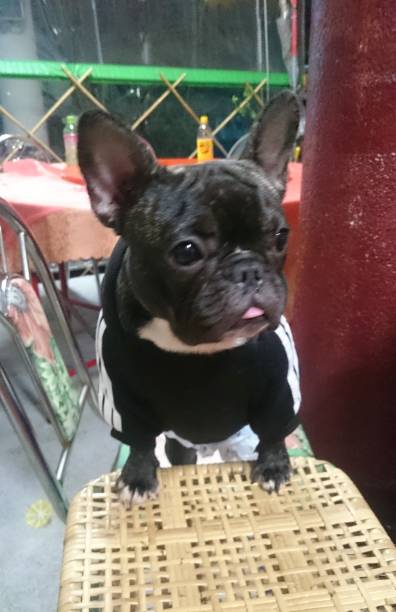 istock Cute baby bulldog, black and white colored ful 1200969516
