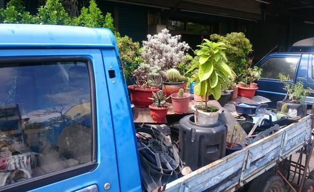 istock Plants on the back of a car 1200969517