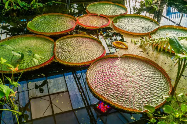 Photo of closeup of a victoria amazonica longwood hybrid, tropical water lilly plant with huge leaves