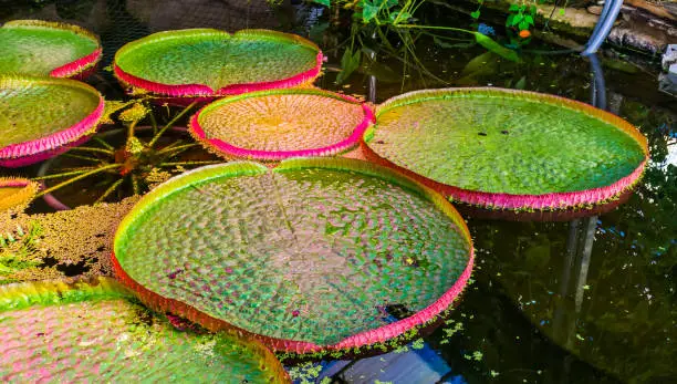 Photo of closeup of the big leaves of a victoria longwood hybrid, cultivar of Amazonica and cruziana, popular tropical water plant specie from America