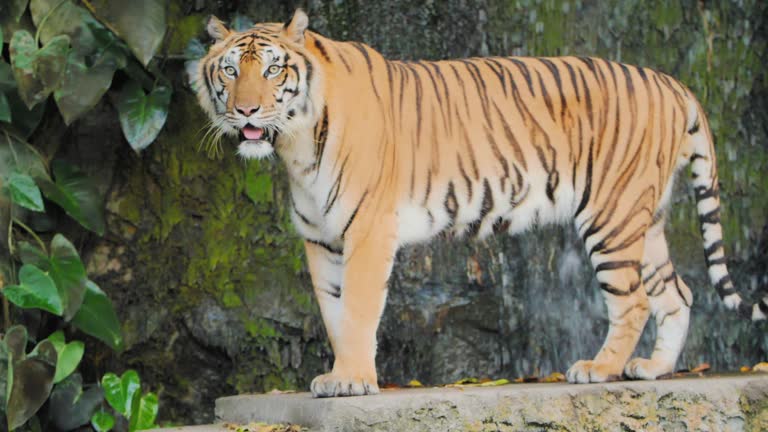 Siberian Tiger Free Stock Video Footage Download Clips Animals Siberian Tiger Free Stock Video Footage Download Clips Animals