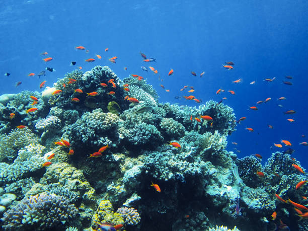 istock Underwater landscape Red sea 1200970764