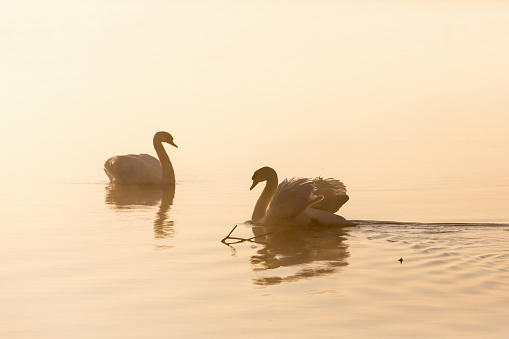 Mute swans in misty morning light