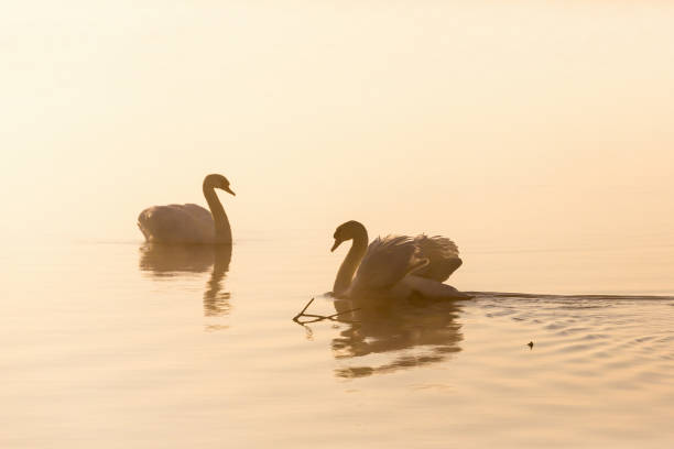 cisnes mudos na névoa da manhã - sweden summer swimming lake - fotografias e filmes do acervo