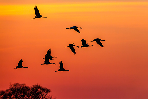 Flock of Cranes flying at dusk
