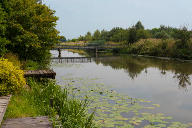 istock a bank of water plants along a river 1200971534