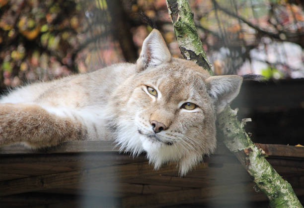 Portrait of an adult forest lynx animal.